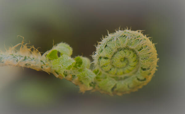Fiddlehead fern emerging
