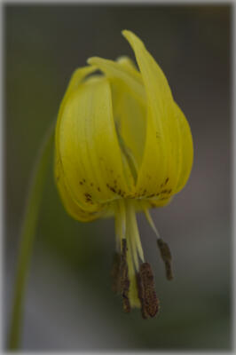 Closeup of trout lily