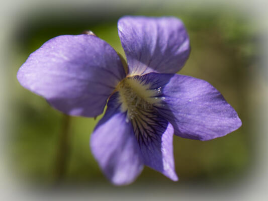 Nice purple bloom