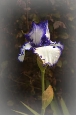 First iris bloom of the year