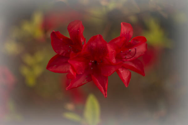 A christmasy azalea shot