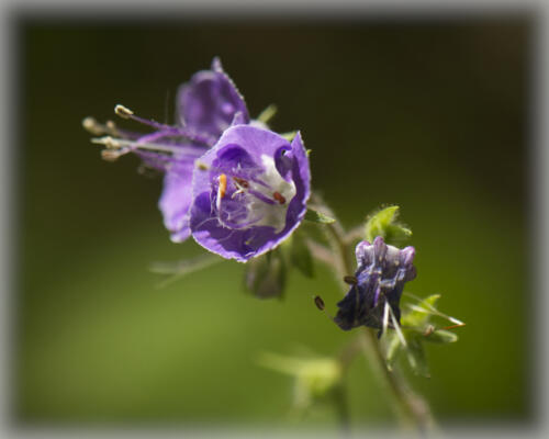 Blooms along the Shirley Miller Wildflower Trail