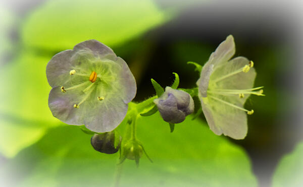 Blooms along the Shirley Miller Wildflower Trail