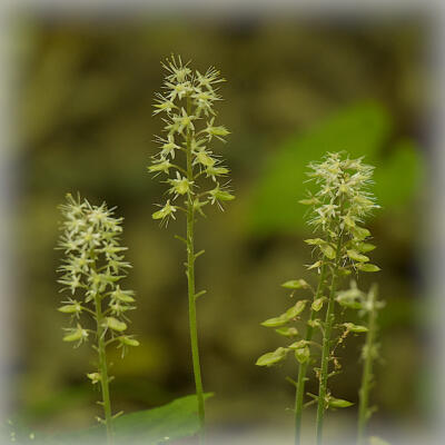 Blooms along the Shirley Miller Wildflower Trail