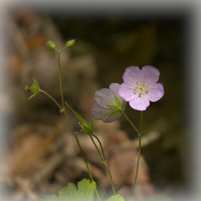 Blooms along the Shirley Miller Wildflower Trail
