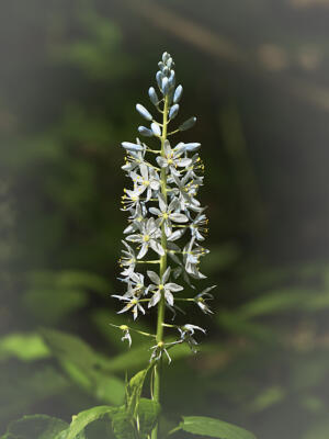 Blooms along the Shirley Miller Wildflower Trail