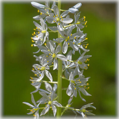 Blooms along the Shirley Miller Wildflower Trail