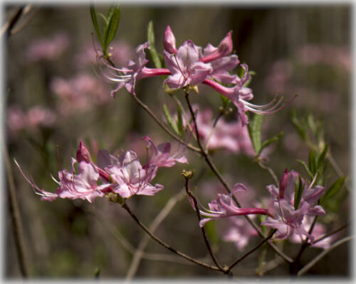 Azalea blooms along the Backcountry Trail at Cloudland Canyon State Park