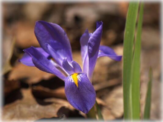 Dwarf crested iris along the Backcountry Trail at Cloudland Canyon State Park