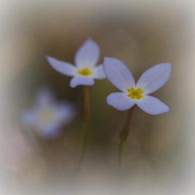 Bluets along the Backcountry Trail at Cloudland Canyon State Park