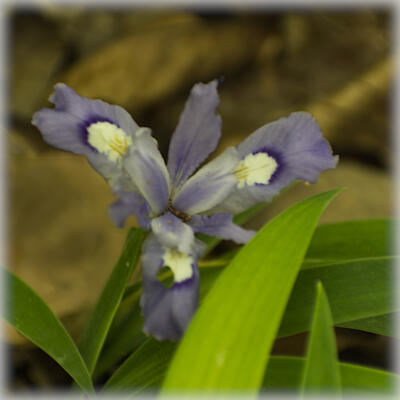 Dwarf crested irisalong the Sitton's Guld Trail