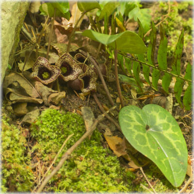 Wild ginger, aka Little Brown Jugs,  along the Sitton's Guld Trail