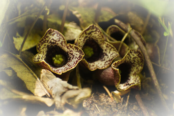 Closer view of the little brown jugs