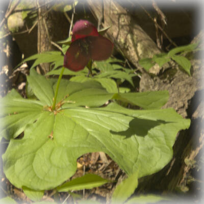 Trillium seeing its shadow in Cloudland Canyon