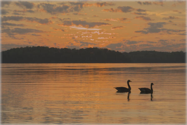 A couple of geese at sunrise