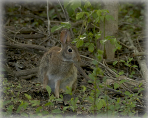 Rabbit at the native plant garden