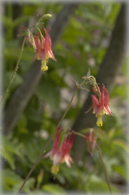 Columbine blooms