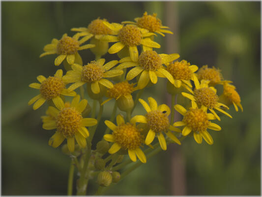 Lancelot Tickseed in bloom