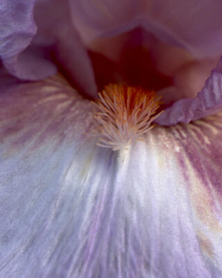 Down the throat of an iris