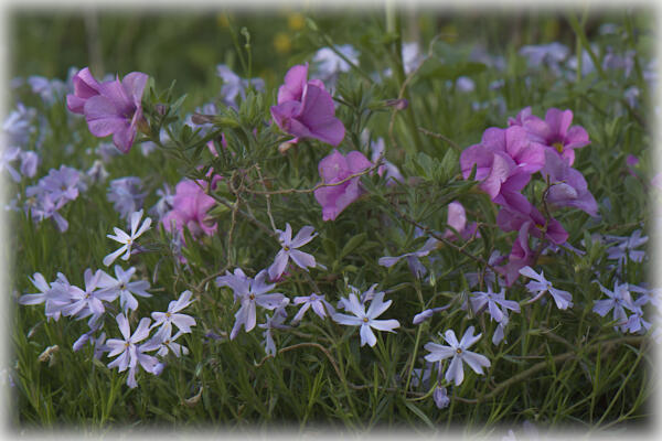 Phlox, I think, and something else