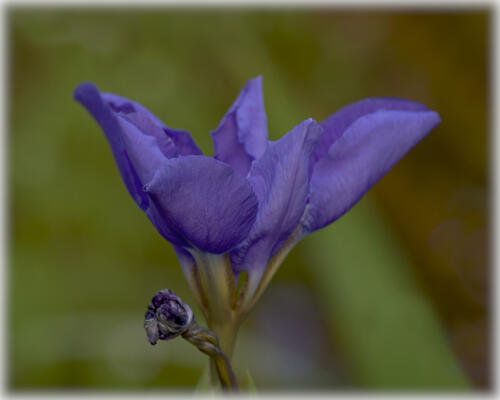 Another iris