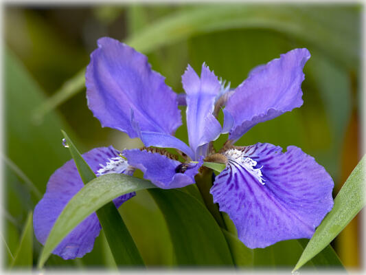 Small iris