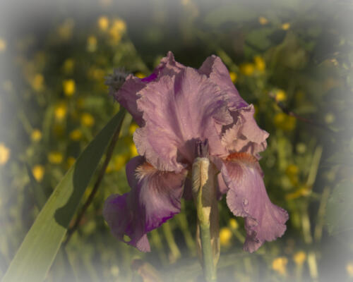 Still more iris