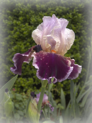 Front iris bloom