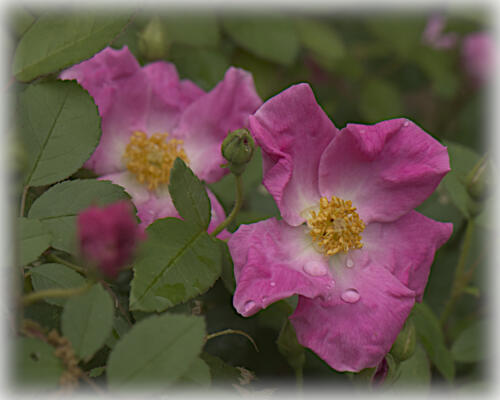 Front roses (nearly wild roses)