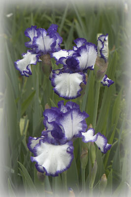 Backyard irises