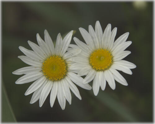 Daisies in the front yard