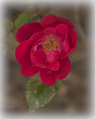 Backyard roses (knockout roses)