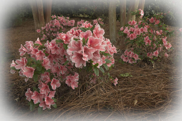 Azalea bushes in the backyard
