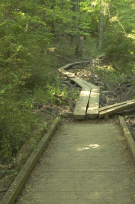 The trail leaving the boardwalk