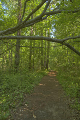 Still more of the trail