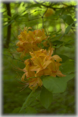 Flame Azalea blooms