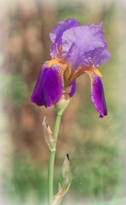 Iris bloom in a neighbor's yard