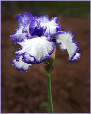 First iris bloom in the yard