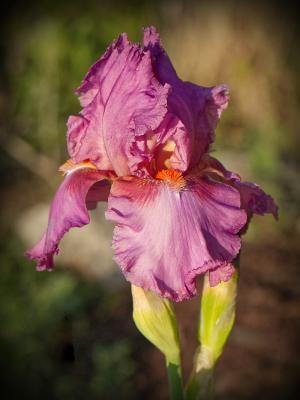 Iris bloom the neighbor's yard