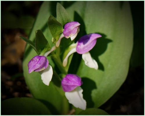 Showy Orchis at Sosebee Cove