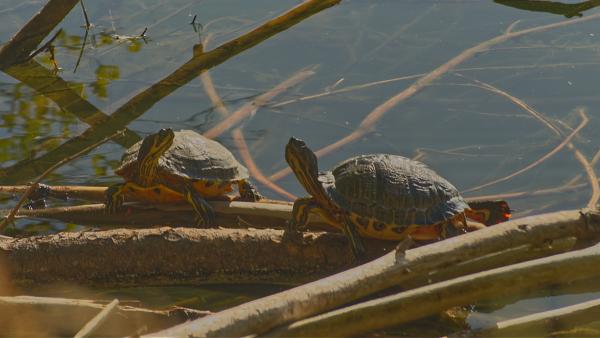 Turtles ( snappers, I think) sunning at Black Rock Lake
