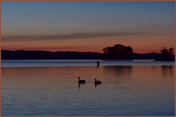 Geese at Lake Lanier