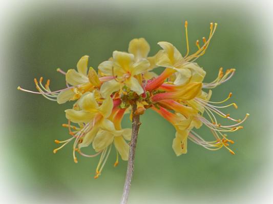 Wild azalea in a neighbor's yard
