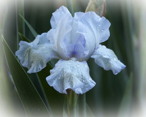 Iris in the backyard