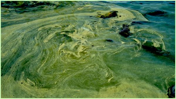 Pine pollen pooled on Lake Lanier