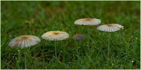 'shrooms in the yard after a heavy rain
