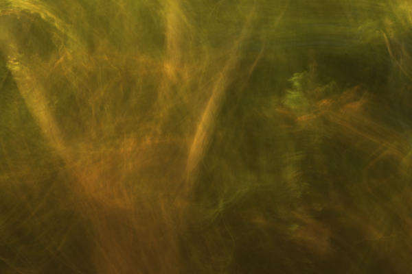 Another abstract at Caney Creek Preserve