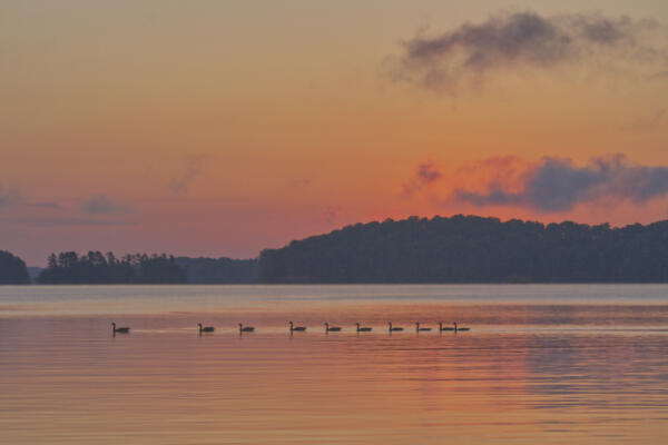 Geese at sunrise on Lake Lanier