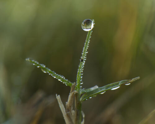 Dewdrops on grasses in the yard