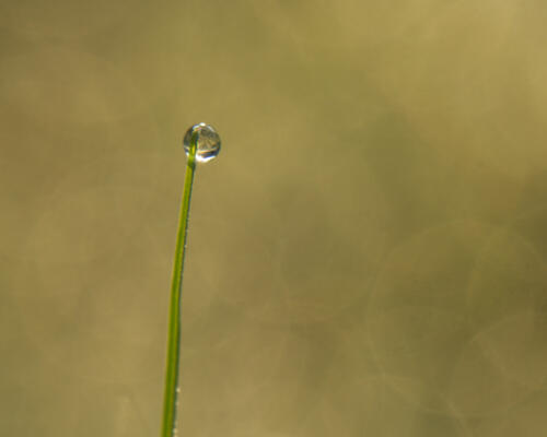 Raindrop on a blade of grass